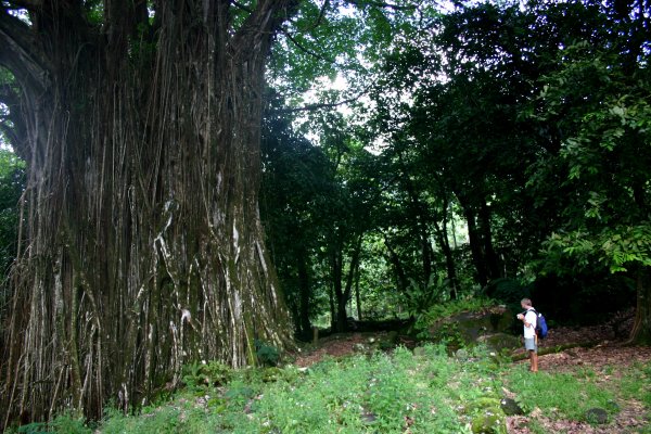 large banyan tree at tohua Kamuihei, under which they buried an island chief